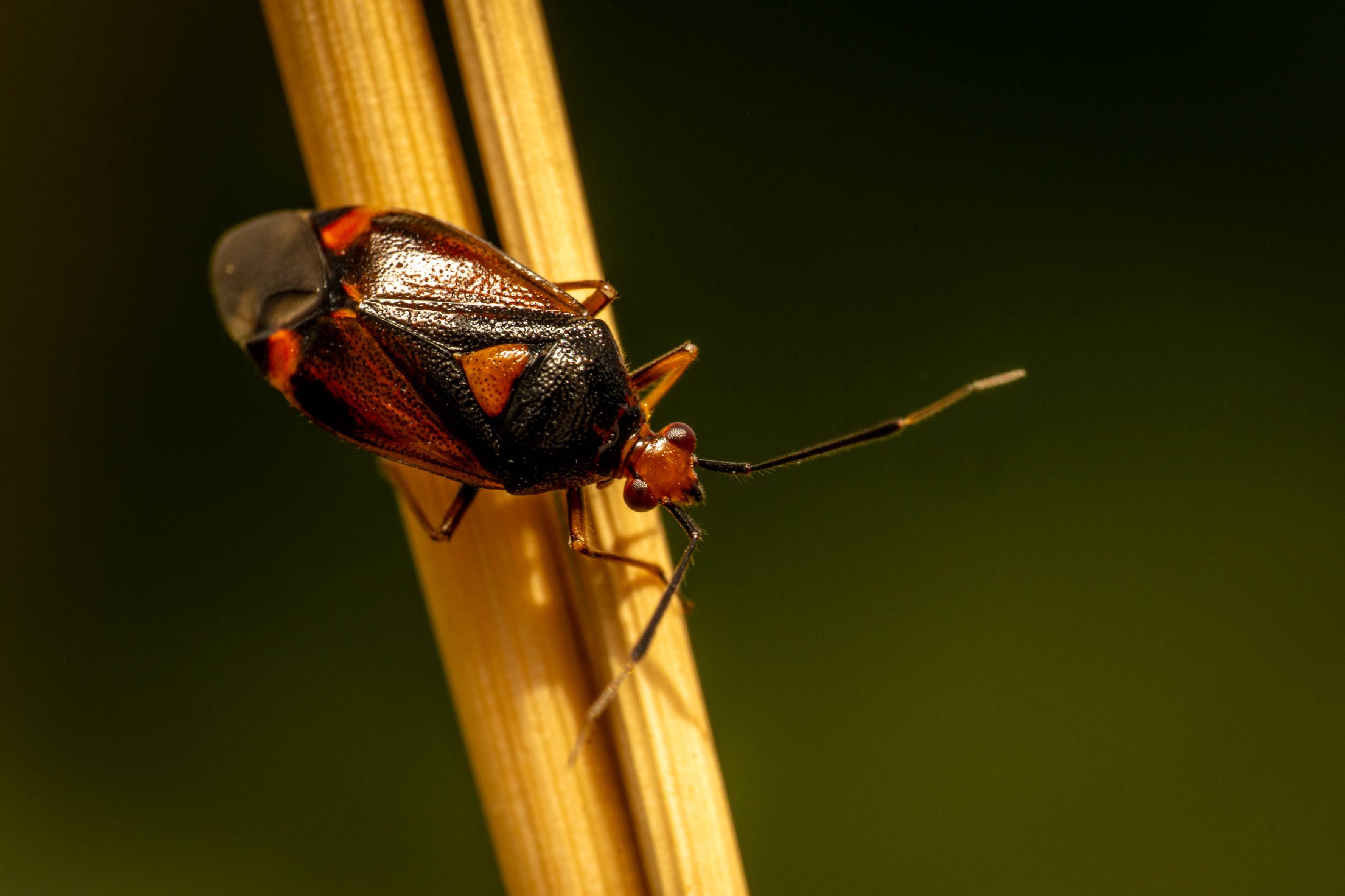 red-spotted plant bug