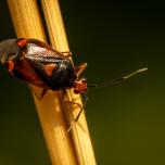 red-spotted plant bug