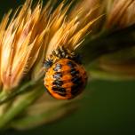 16-spot Ladybird