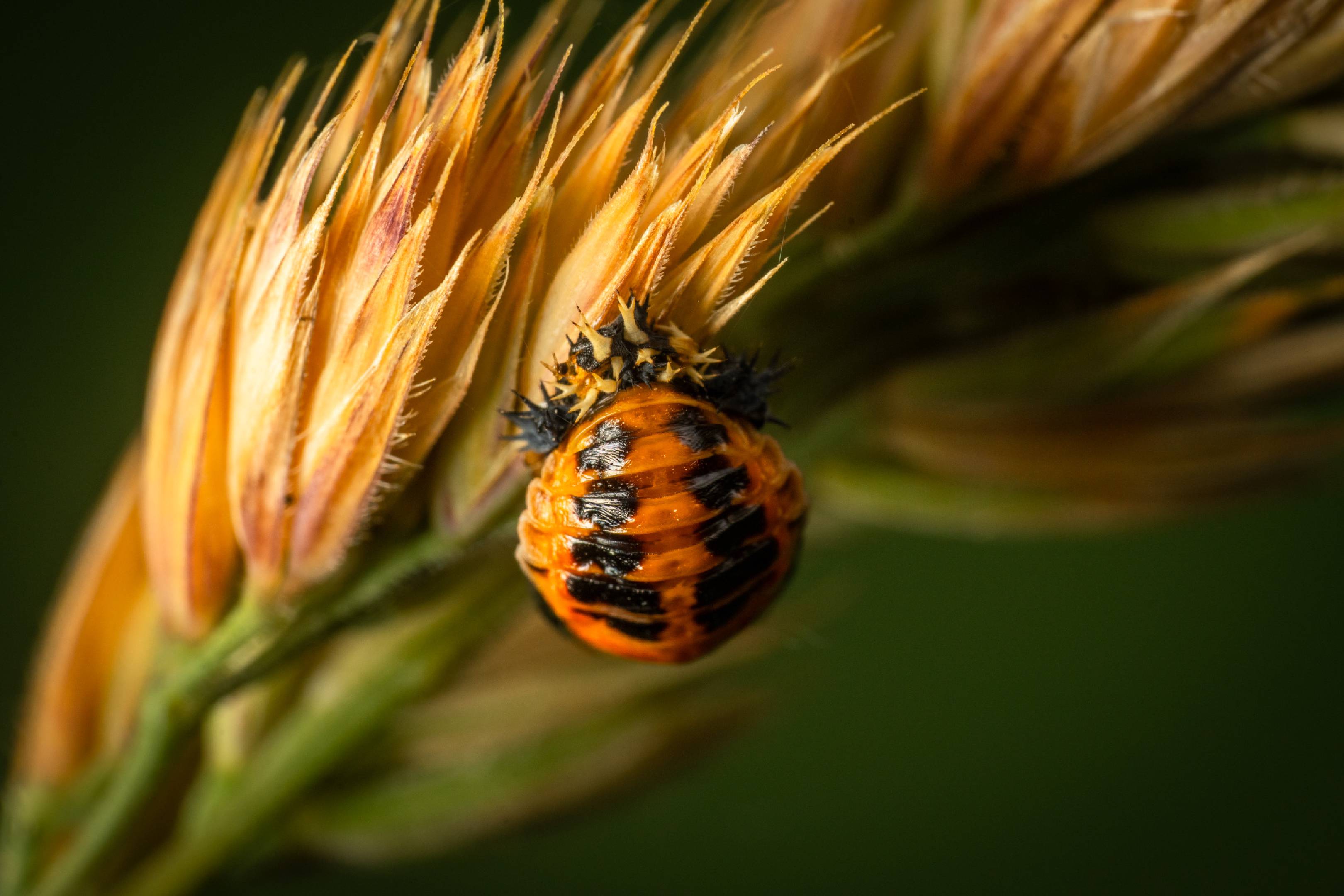 16-spot Ladybird | 16-spot Ladybird