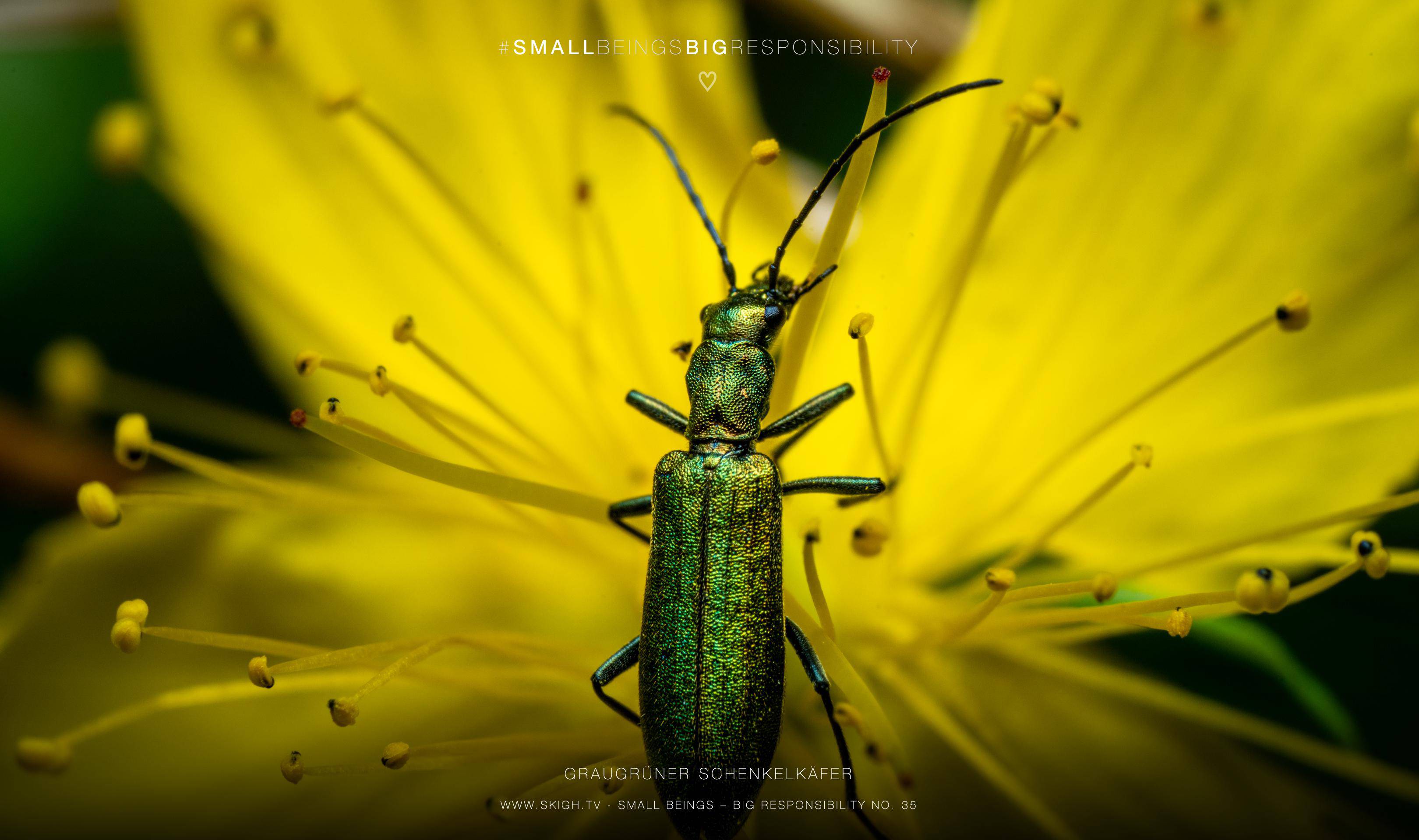 Graugrüner Schenkelkäfer | 1/250s * f16 * ISO 400 * 90mm - FE 90mm F2.8 Macro G OSS - Sony α7R V Graugrüner Schenkelkäfer