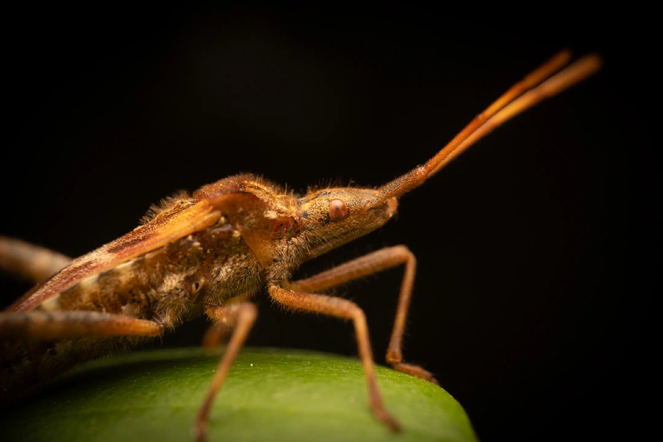 Western Conifer Seed Bug