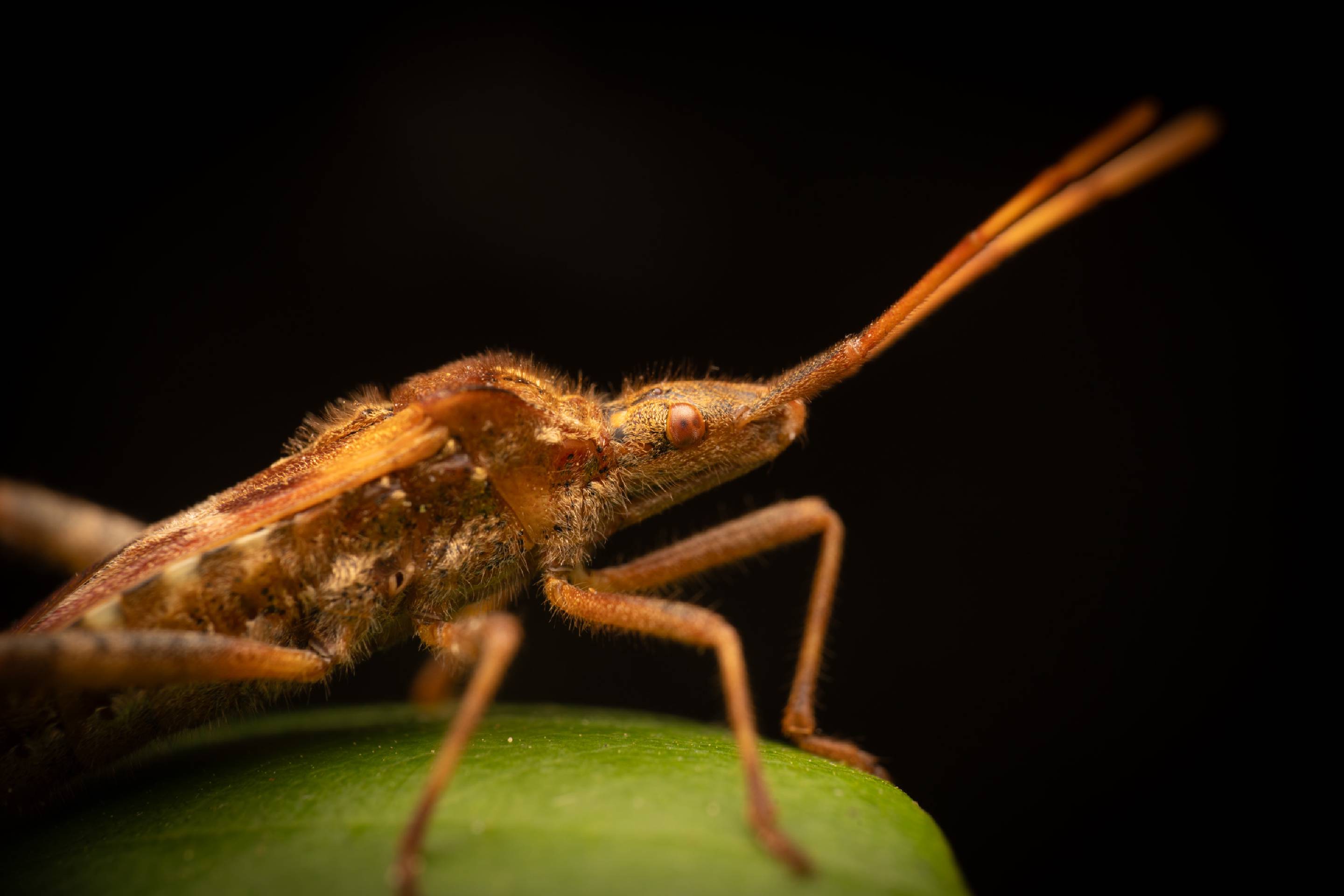 Western Conifer Seed Bug