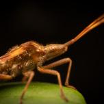 Western Conifer Seed Bug