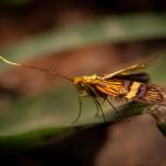 Small Barred Longhorn