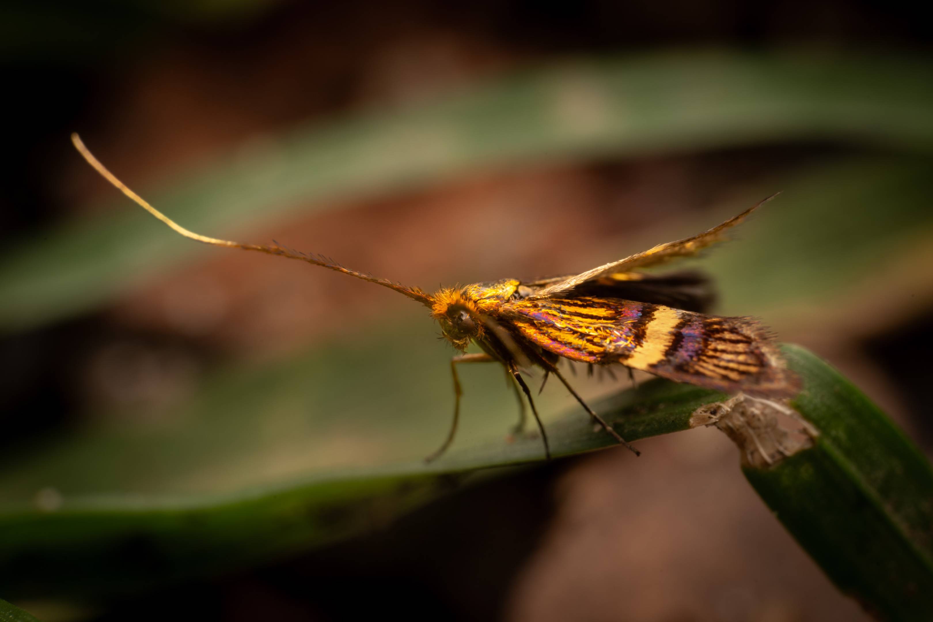 Small Barred Longhorn