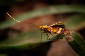 Small Barred Longhorn