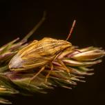 Bishop's Mitre Shield Bug