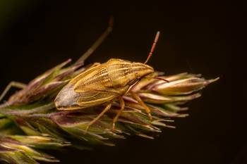 Bishop's Mitre Shield Bug