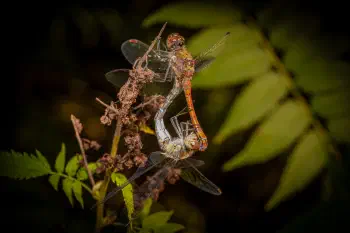 Common Darter