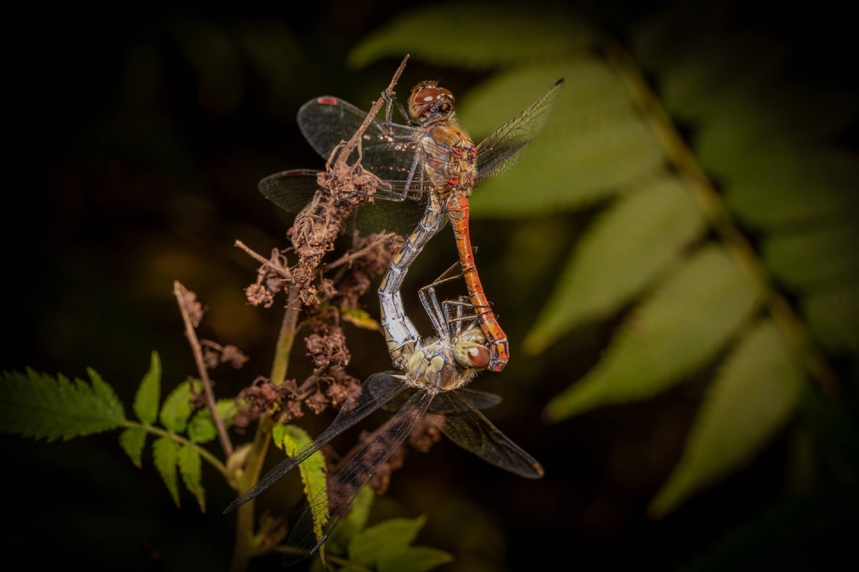 Common Darter