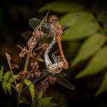 Common Darter