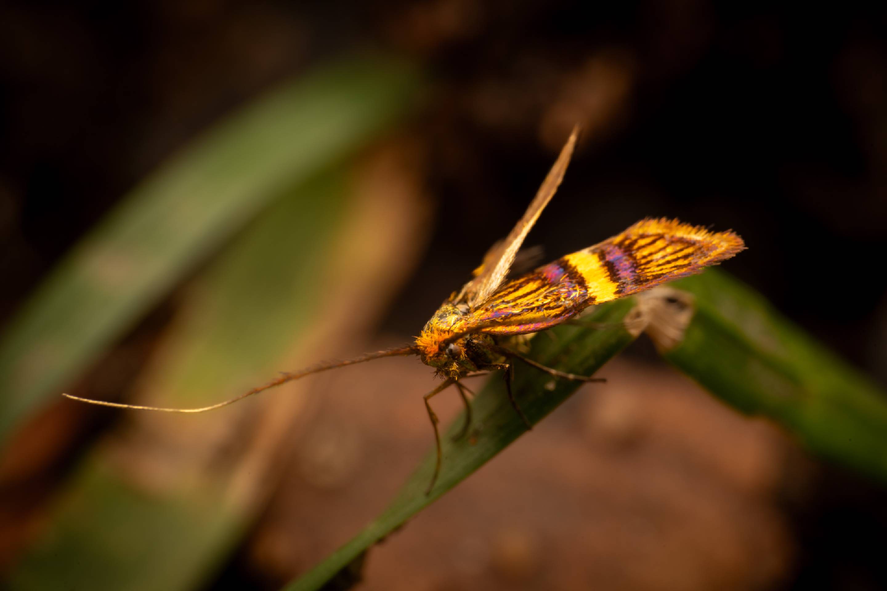 Small Barred Longhorn