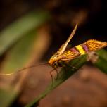 Small Barred Longhorn