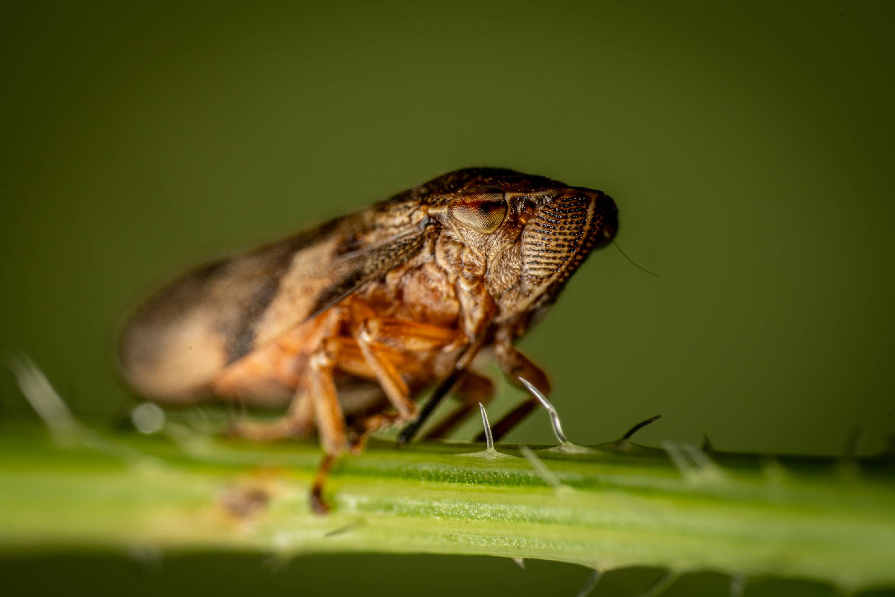 Alder Spittlebug