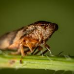 Alder Spittlebug