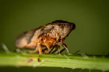 Alder Spittlebug