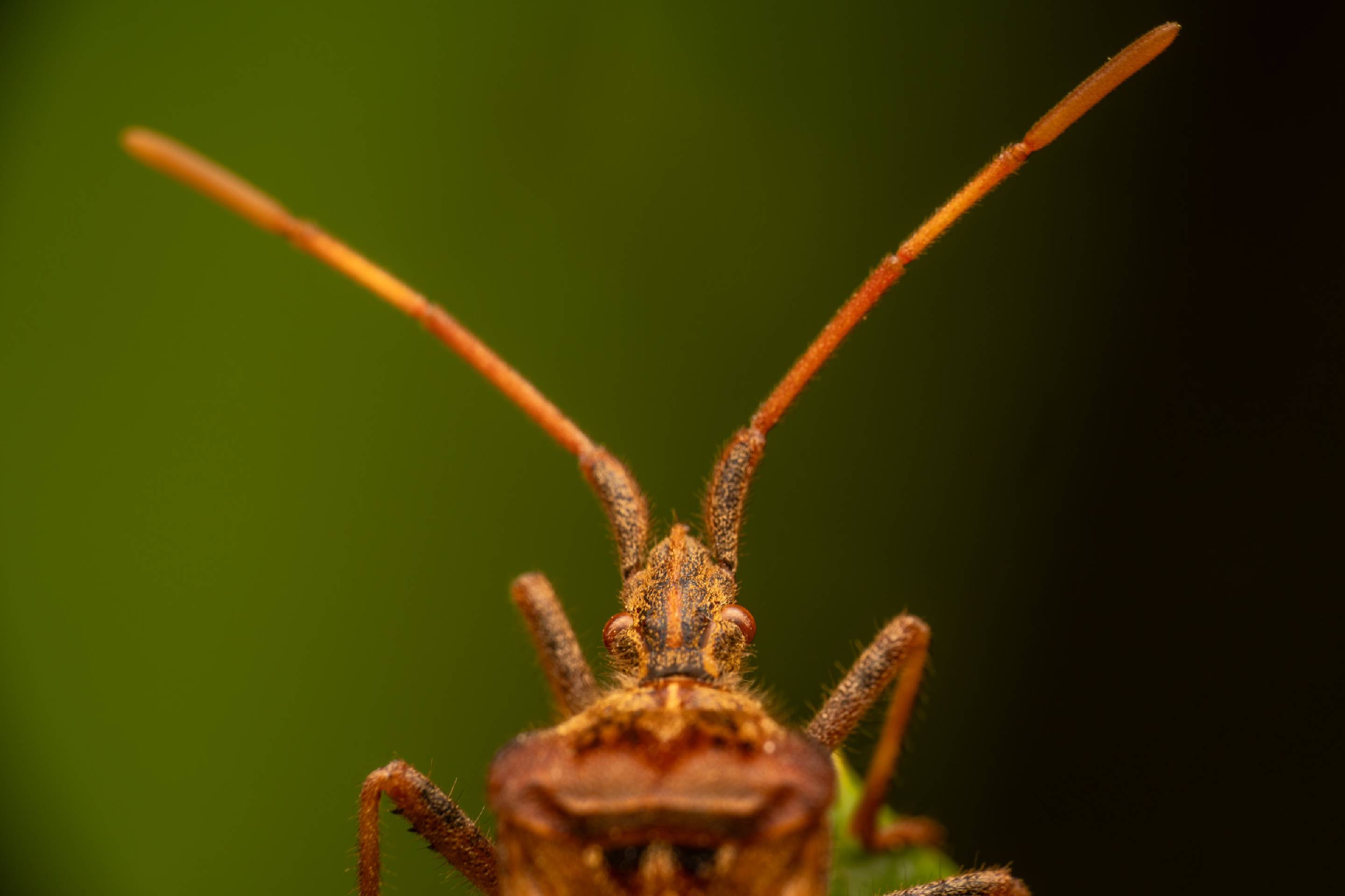 Western Conifer Seed Bug