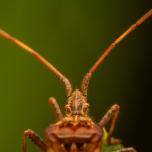 Western Conifer Seed Bug