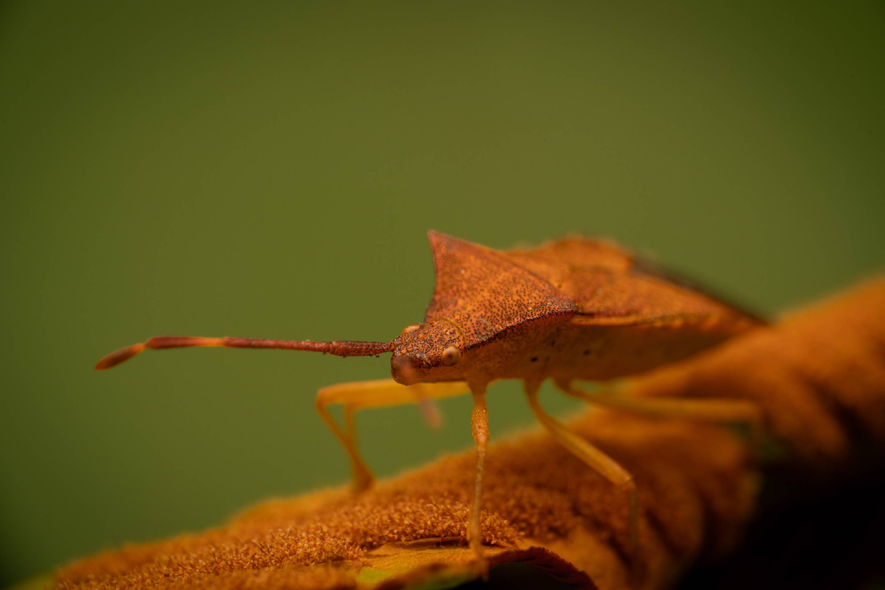 Box Bug