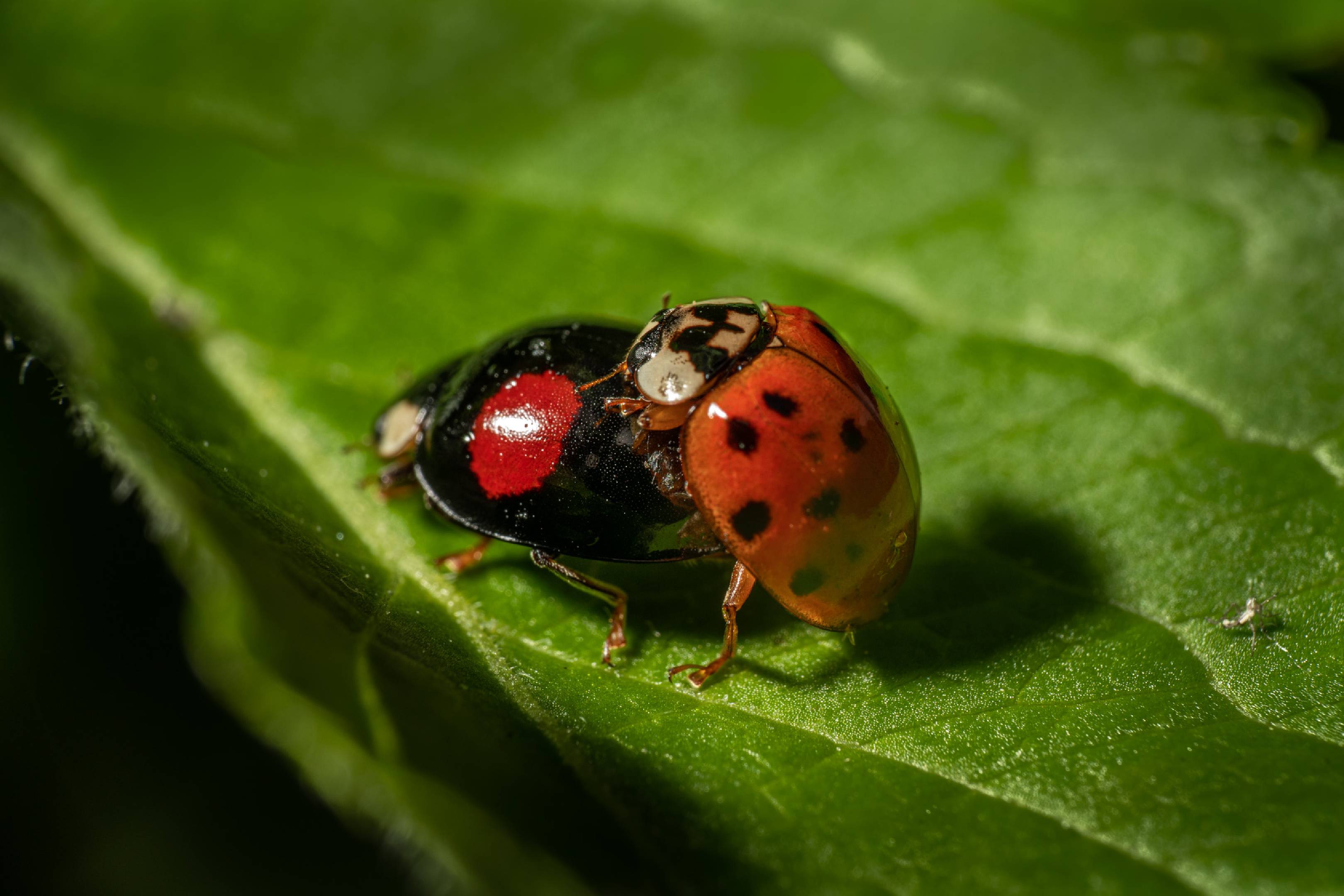 Pine Ladybird | Pine Ladybird