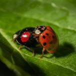 Pine Ladybird