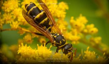 European paper wasp