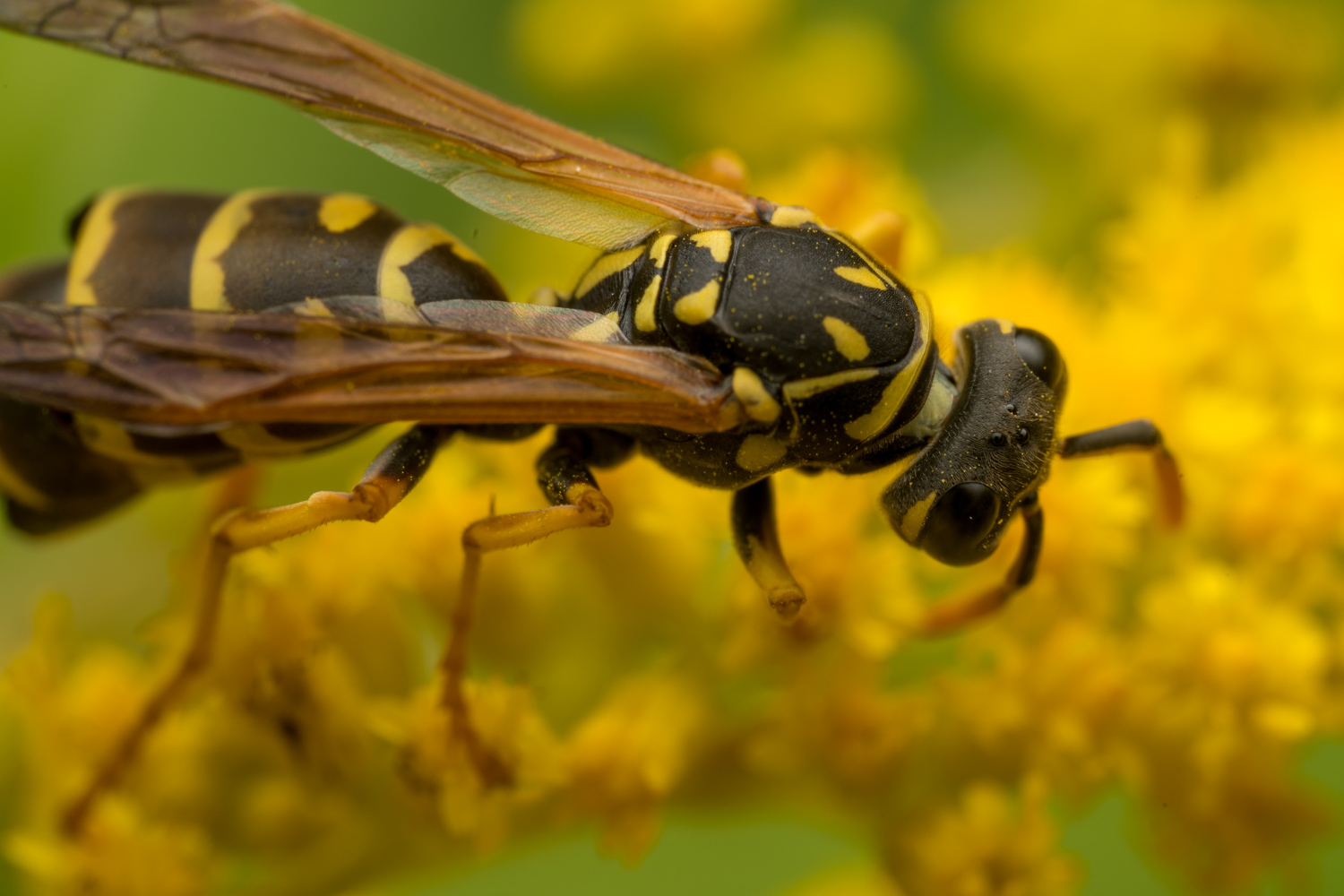 European paper wasp