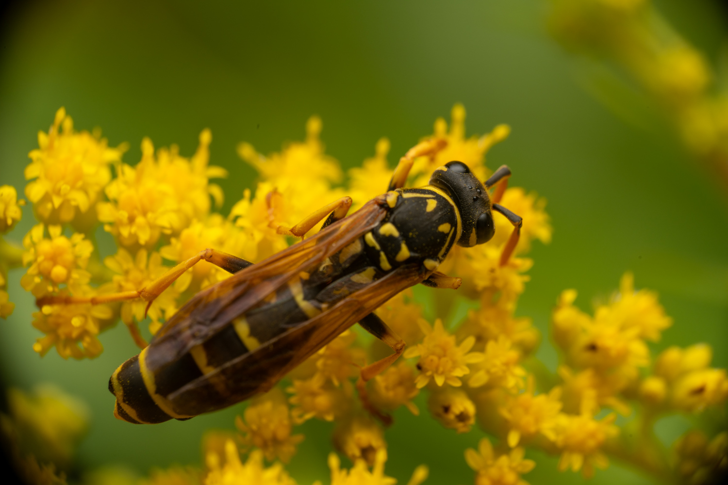 European paper wasp