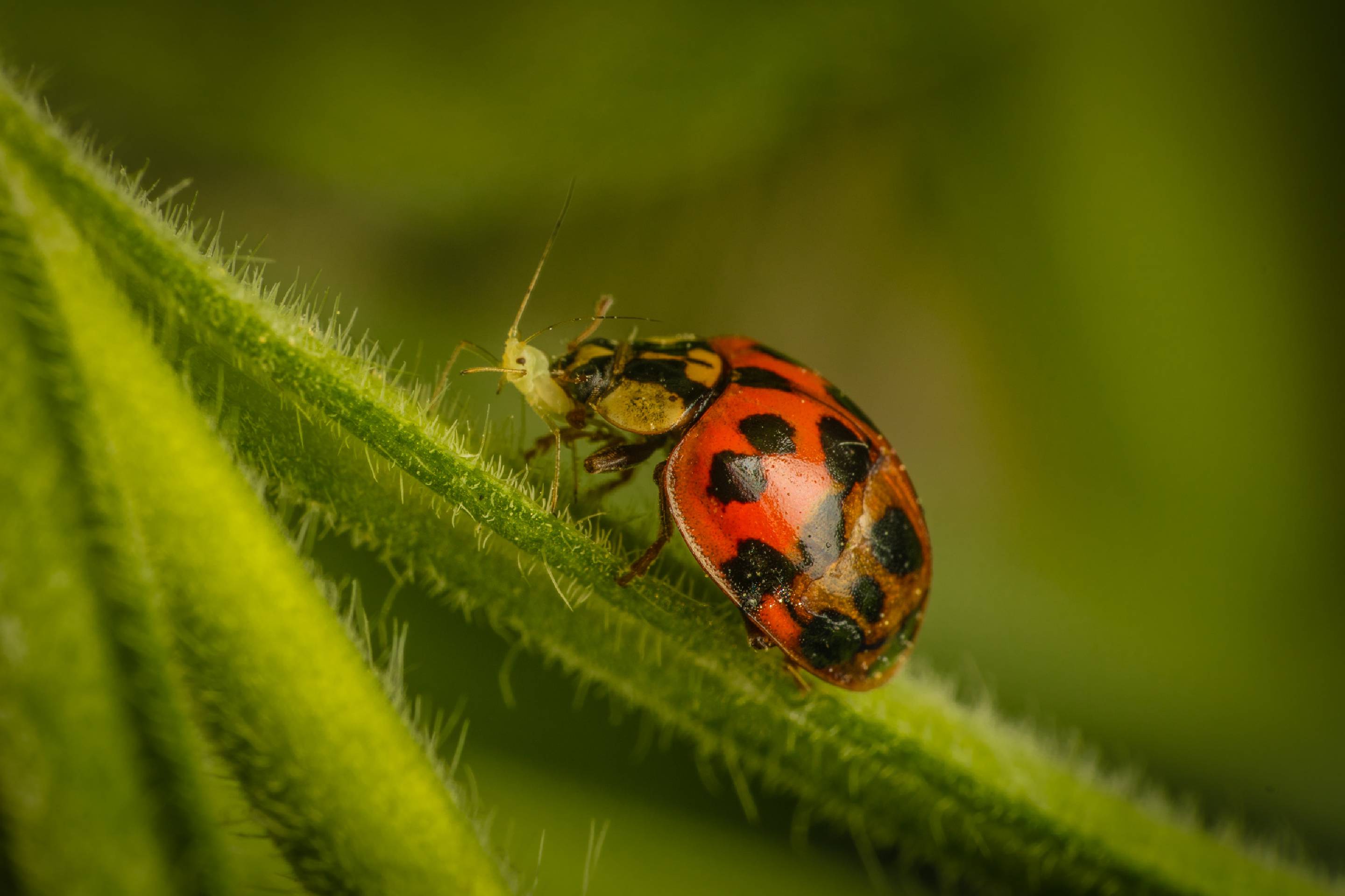 Asian Lady Beetle