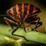 European Striped Shield Bug