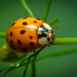 Water Ladybird