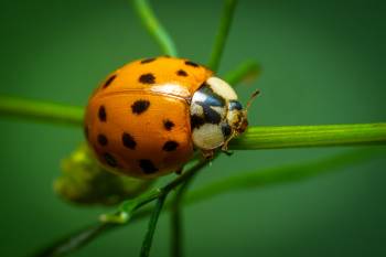 Water Ladybird