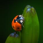 Seven-spotted Lady Beetle