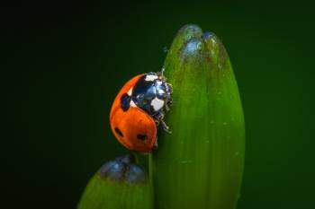 Seven-spotted Lady Beetle