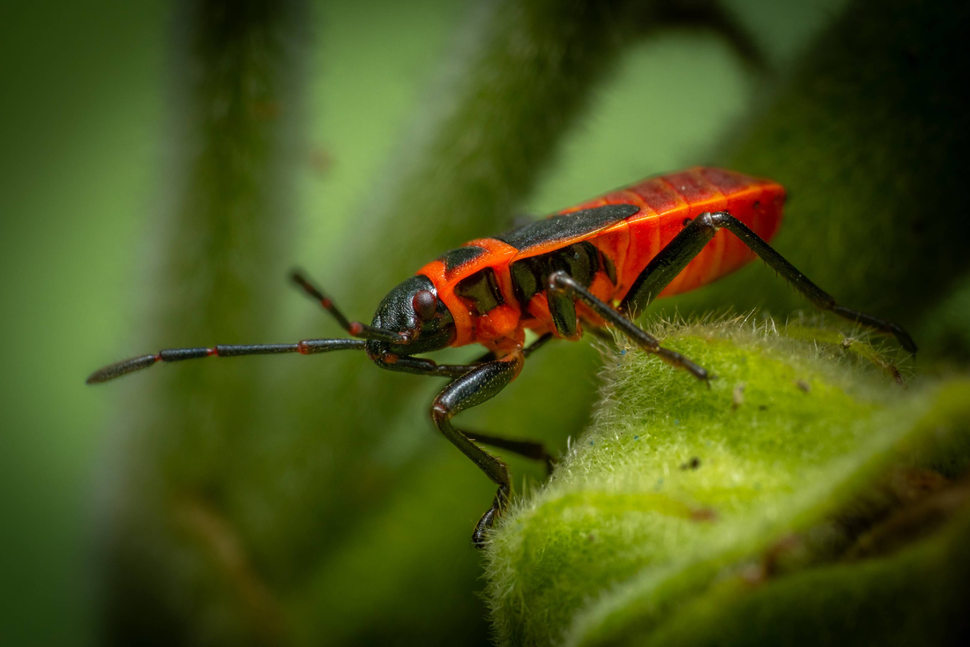 European Firebug | European Firebug