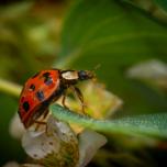 Asian Lady Beetle