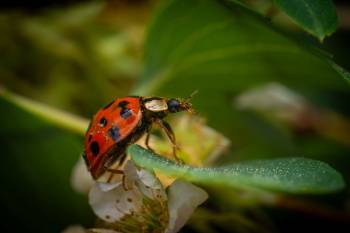 Asian Lady Beetle