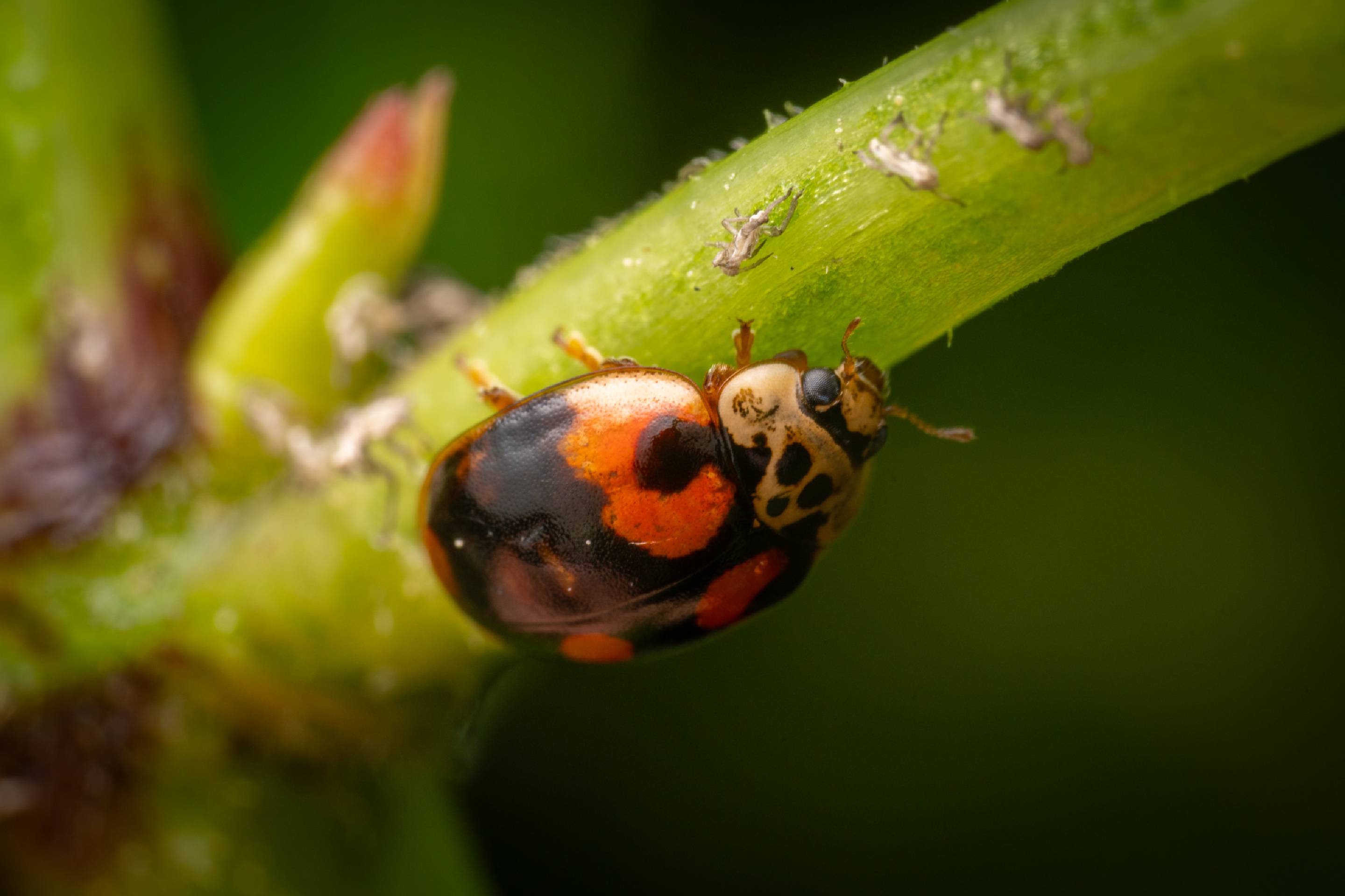 10-spot Ladybird