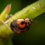 10-spot Ladybird