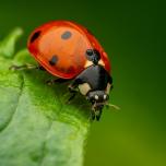 Seven-spotted Lady Beetle