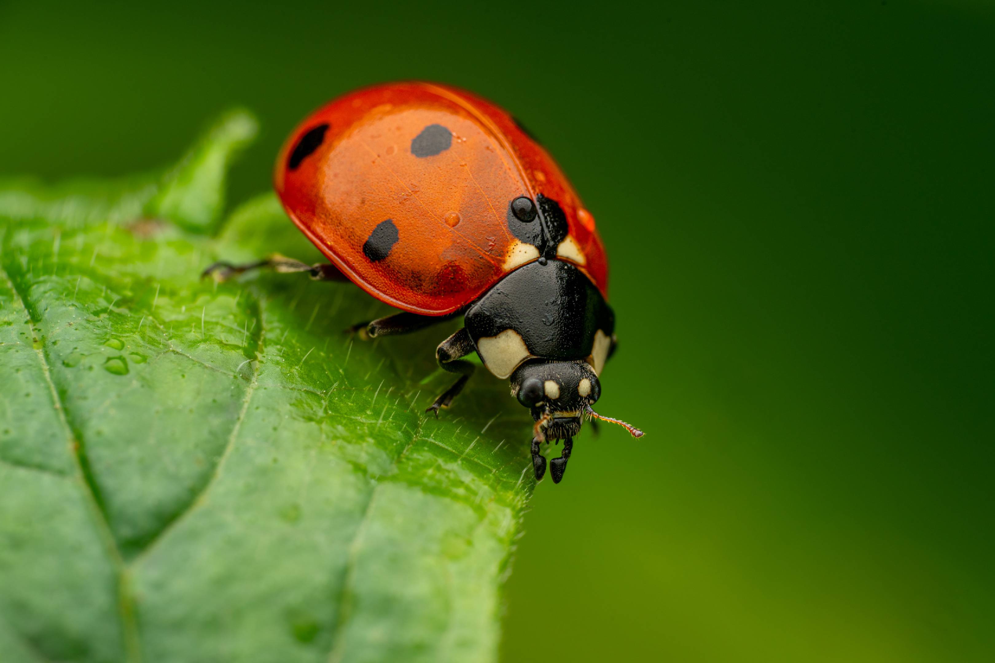Seven-spotted Lady Beetle | Seven-spotted Lady Beetle