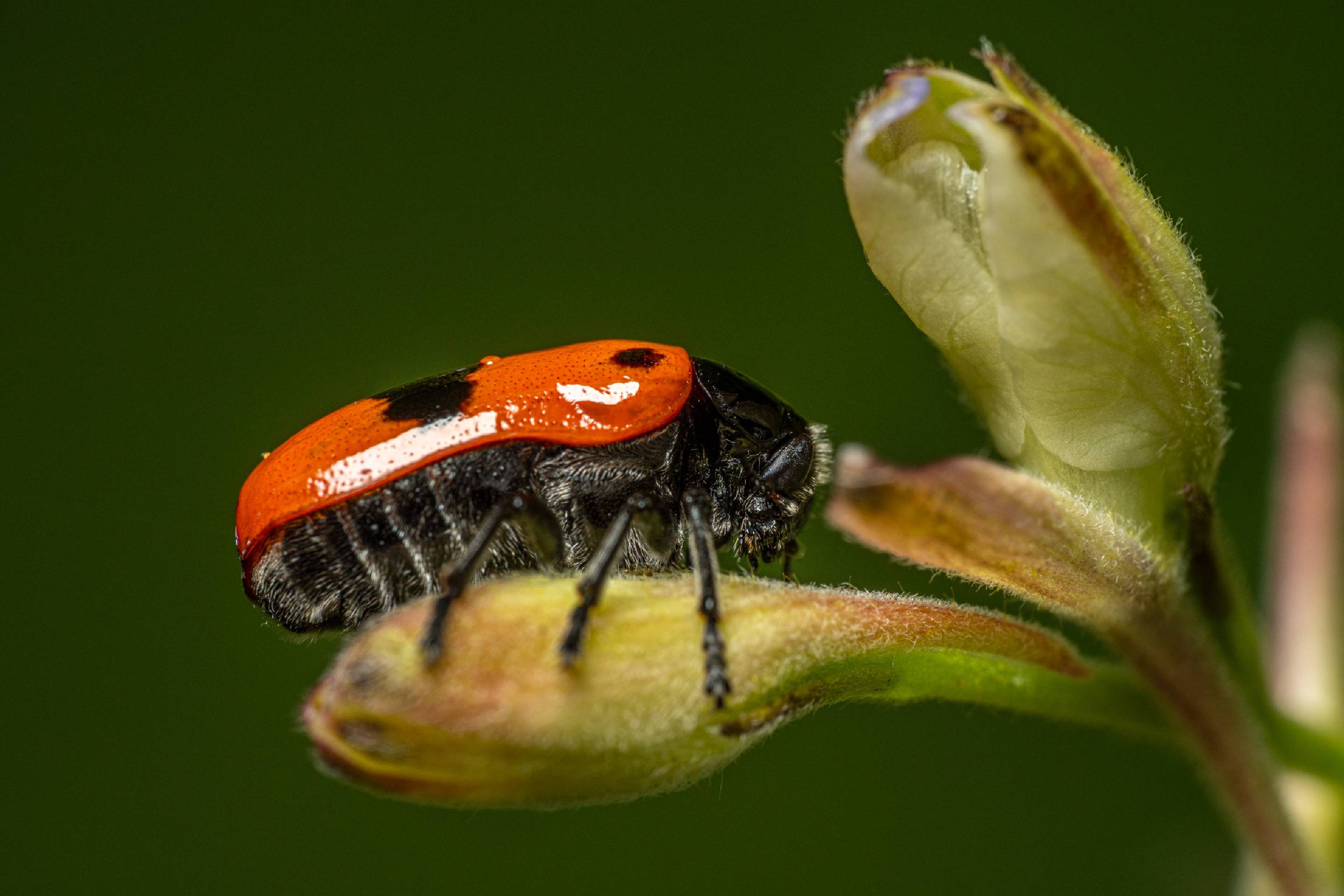 Clytra laeviuscula