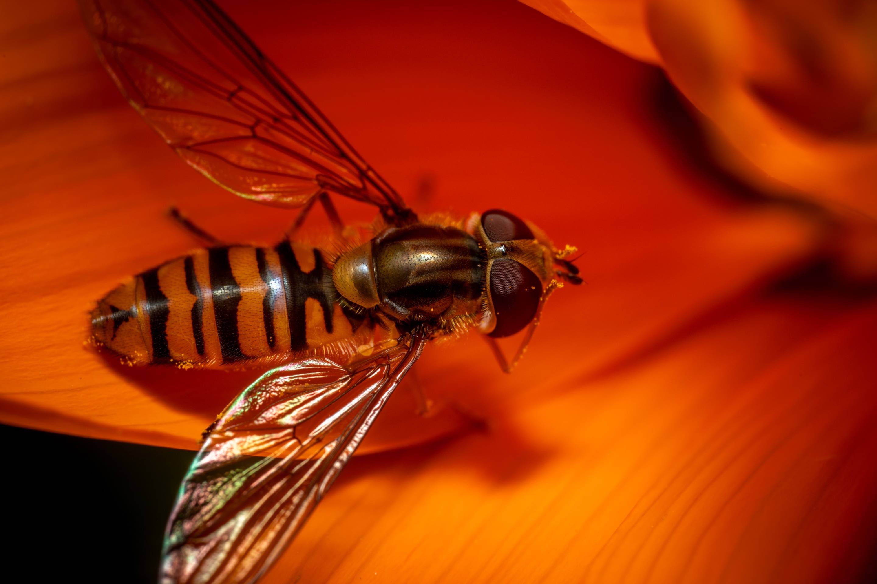 Marmalade Hover Fly