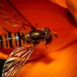 Marmalade Hover Fly