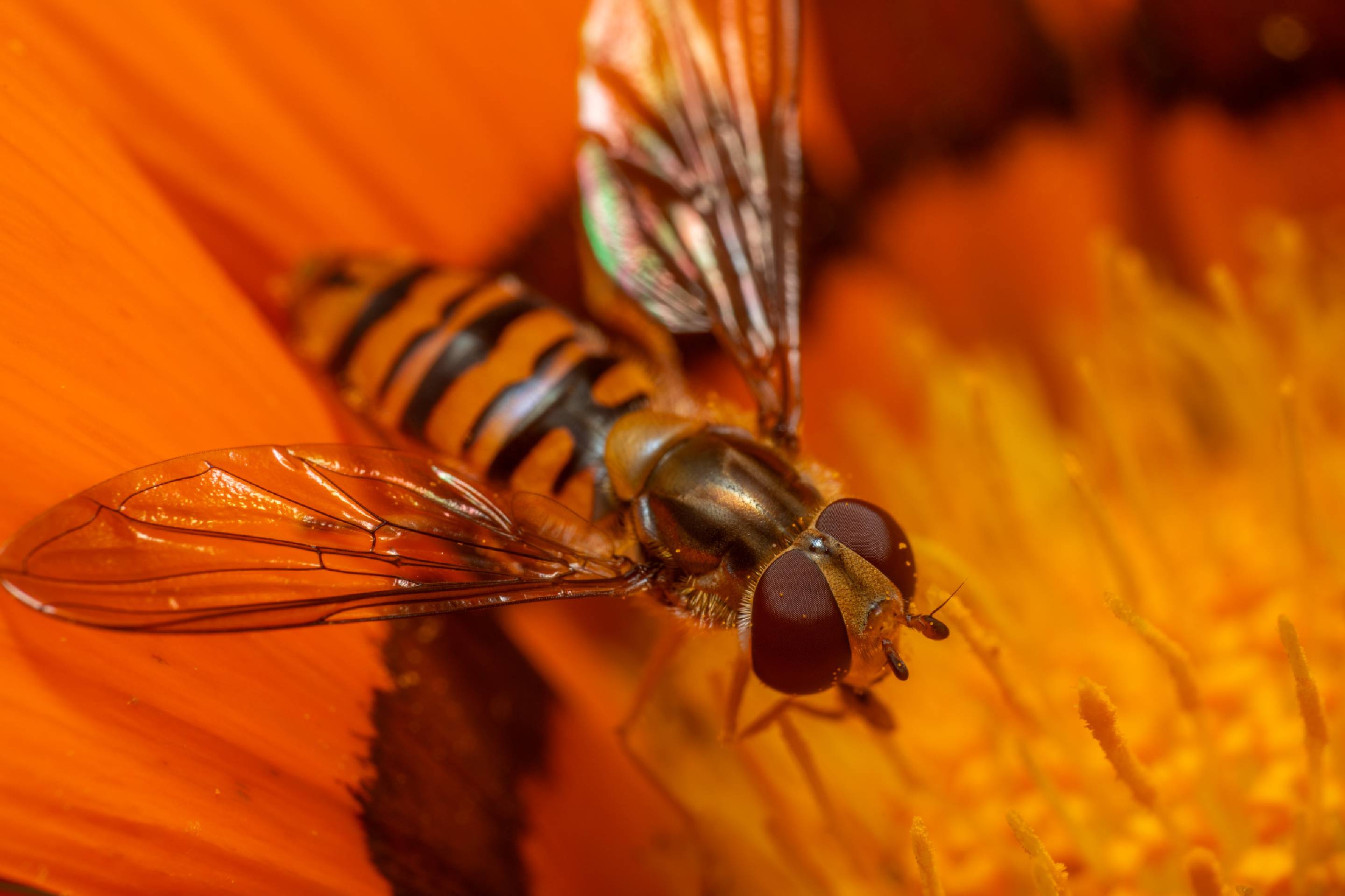 Marmalade Hover Fly