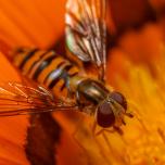 Marmalade Hover Fly