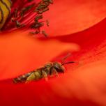 Bronze furrow bee