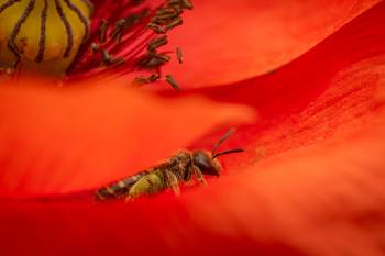 Bronze furrow bee