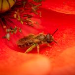 Bronze furrow bee